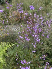 Prostanthera galbraithiae