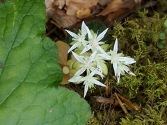Sedum ternatum