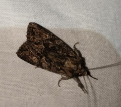 Dryobotodes tenebrosa