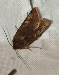 Agrochola haematidea