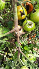 Phytophthora infestans