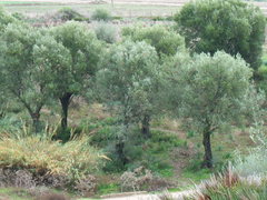 Olea europaea