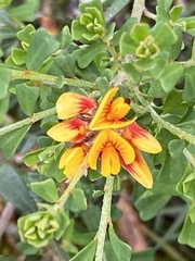 Pultenaea retusa