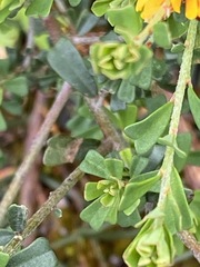 Pultenaea retusa