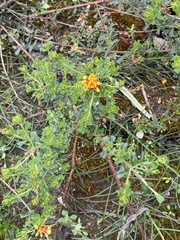 Pultenaea retusa