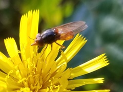 Rhingia rostrata