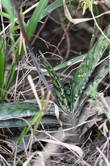 Gasteria bicolor