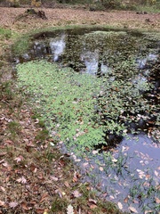 Potamogeton polygonifolius