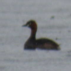 Tachybaptus ruficollis poggei