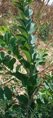 Annona senegalensis