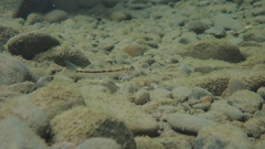 Microphysogobio alticorpus