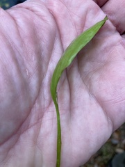 Potamogeton polygonifolius