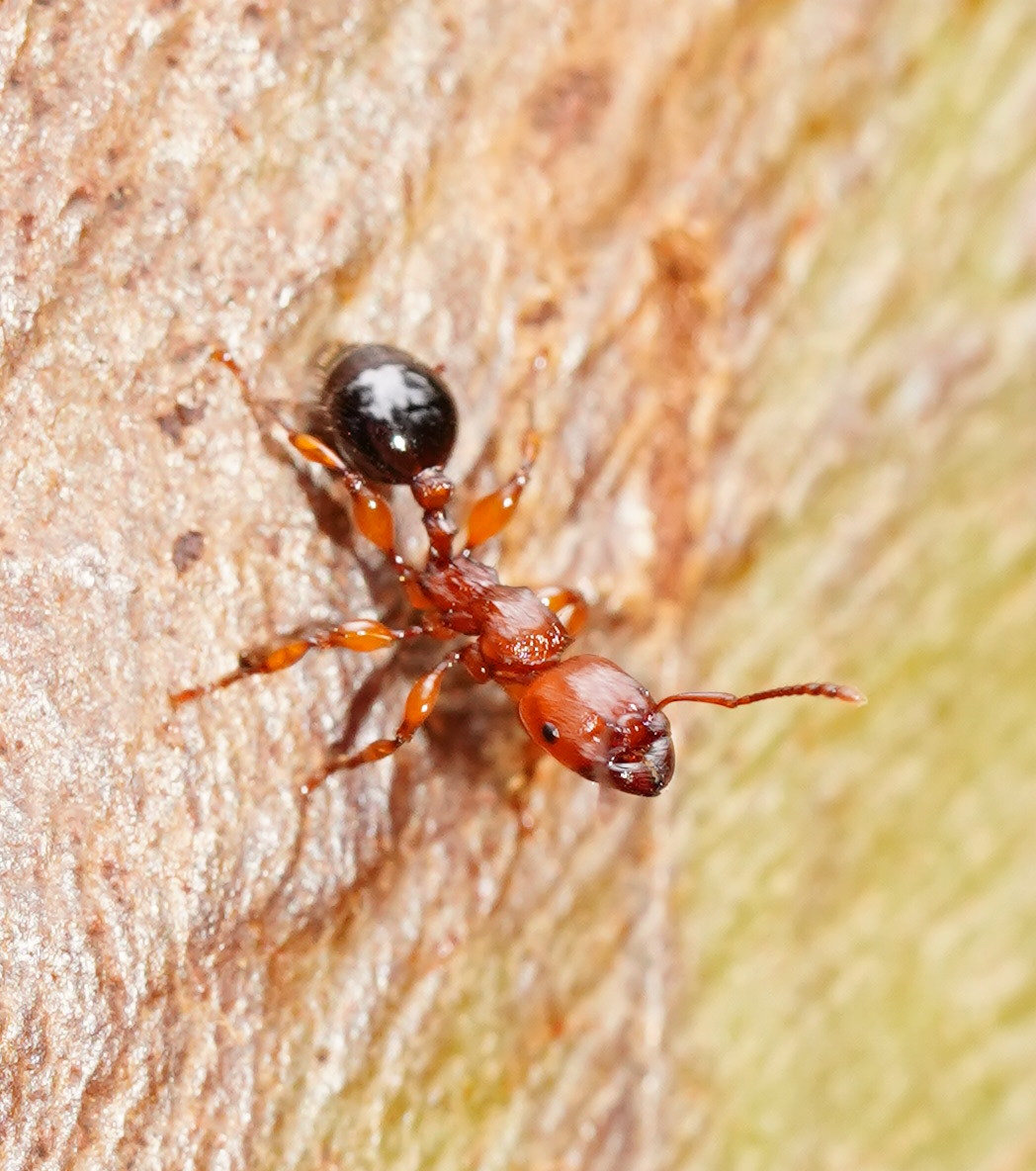 Podomyrma gratiosa