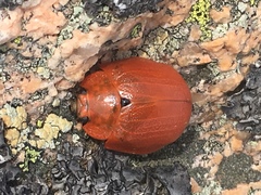 Paropsis augusta