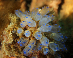 Clavelina australis