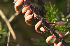 Gasteria bicolor