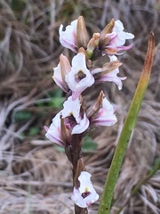 Prasophyllum suttonii