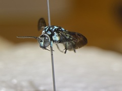 Thyreus himalayensis