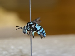 Thyreus himalayensis