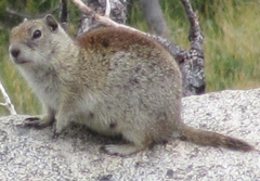 Urocitellus beldingi