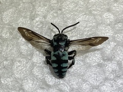 Thyreus himalayensis