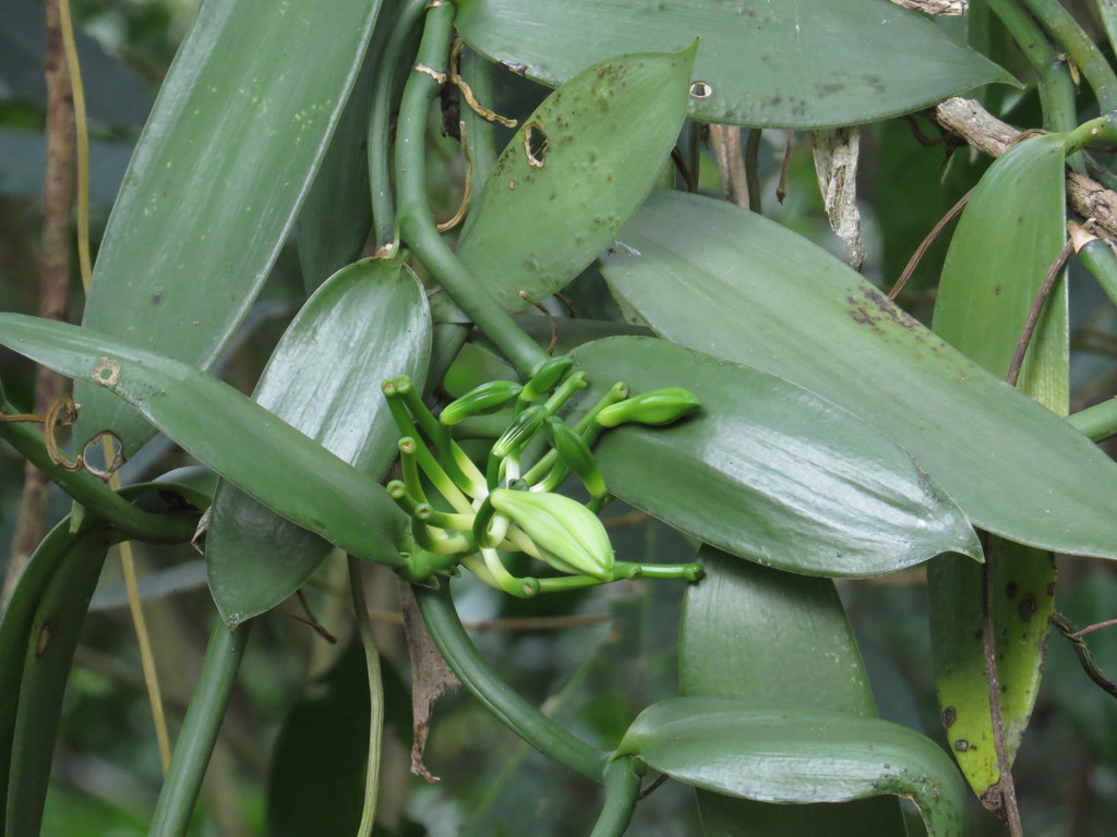 Flat-leaved Vanilla in October 2020 by kerrycoleman. probably an exotic ...