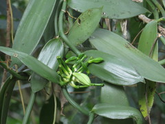 Vanilla planifolia