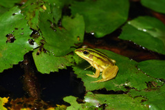 Pelophylax fukienensis