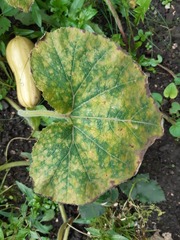 Pseudoperonospora cubensis