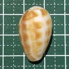Pterygia dactylus