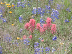 Castilleja lindheimeri