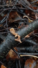 Macrotyphula contorta