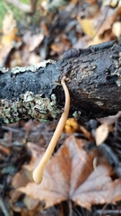 Macrotyphula contorta