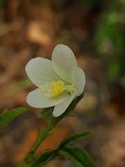 Hibiscus lobatus