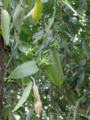 Vanilla planifolia