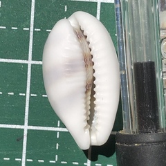 Palmadusta asellus