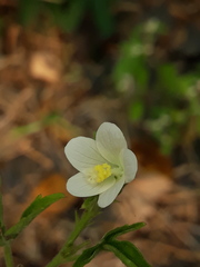 Hibiscus lobatus