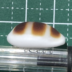 Palmadusta asellus