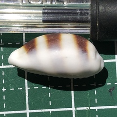 Palmadusta asellus