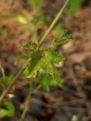 Hibiscus lobatus