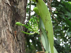 Vanilla planifolia