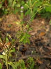 Hibiscus lobatus