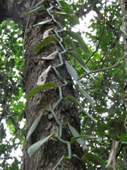 Vanilla planifolia