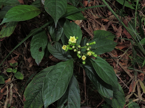 Image of Mussaenda parviflora by (c) Jacy Chen, some rights reserved (CC BY)