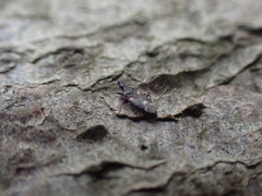 Temnostethus pusillus