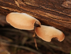 Crepidotus nephrodes