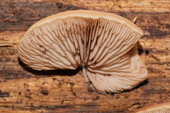 Crepidotus nephrodes