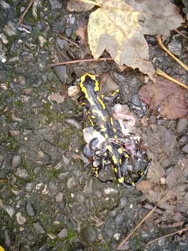 Feuersalamander