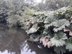 Gunnera tinctoria