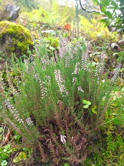 Calluna